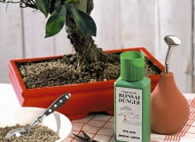 fikus, bonsai Materialfoto: Alles f´r Bonsai-B umchen SLOWA KLUCZOWE: Anleitung Asia Look Asia Style Asia-Look Asien Asien Stil Asien Style Bonsai Bonsai-Schere Bonsaibaum Bonsaib ume Bonsais B umchen Deco Decoration Deko Dekoration D´nger Granulat G rtnern Mini Miniatur-Baum Minipflanzen Niemand Pflanze Pflanzen Pflanzenpflege Pflege Pflegeanleitung Pflegetip Pflegetipp Pflegetipps Pflegetips Stepp-Fotos Tip Tipp Tipp-Spalte Tipps Tips Topfpflanze Topfpflanzen Wasserspr´her Werkzeug Zimmerpflanze Zimmerpflanzen asia deko asiatisch klein pflegen Hochformat