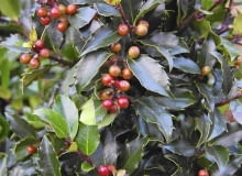 Ostrokrzew Meservy ma ozdobne zimą liście i owoce.