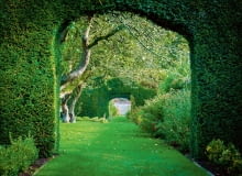 Żywopłot Żywopłot