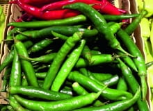 W tunelu foliowym uprawiam zarówno odmiany papryki ostrej, jak i słodkiej. W tym roku obrodziły szczególnie pięknie. Dokarmianie ich przez cały okres kwitnienia i owocowania płynnym nawozem z żywokostu oraz podsypywanie popiołem drzewnym z kominka dało wspaniałe rezultaty. Część owoców może nie zdążyć dojrzeć. Jeśli jednak dobrze wyrosły, zbieram je zielone. W tunelu foliowym uprawiam zarówno odmiany papryki ostrej, jak i słodkiej. W tym roku obrodziły szczególnie pięknie. Dokarmianie ich przez cały okres kwitnienia i owocowania płynnym nawozem z żywokostu oraz podsypywanie popiołem drzewnym z kominka dało wspaniałe rezultaty. Część owoców może nie zdążyć dojrzeć. Jeśli jednak dobrze wyrosły, zbieram je zielone.