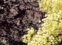 Kwitnąca żółta magnolia w ogrodzie to prawdziwe widowisko. Warto umieścić taki okaz w eksponowanym miejscu Magnolia,Korea