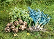 Z warzywnika nie musimy wyrywać wszystkich warzyw naraz. Najpóźniej wycinamy kapustę, wyrywamy pory i pietruszkę. Warzywa te, dopóki rosną, bez uszczerbku znoszą nocne spadki temperatury, nawet o kilka stopni poniżej zera