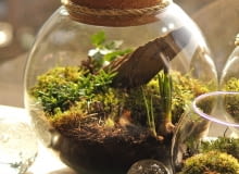 Mossarium - leśna kula z bluszczem, szafirkami, rypsalisem i kępkami mchu. Średnica kuli 25cm - pokrywka korkowa. Mossarium - leśna kula z bluszczem, szafirkami, rypsalisem i kępkami mchu. Średnica kuli 25cm - pokrywka korkowa.