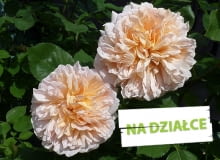 Róża 'Tea Clipper' o pełnych pachnącyh kwiatach Róża 'Tea Clipper' o pełnych pachnącyh kwiatach