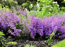 Penstemony potrzebują słońca, dlatego na rabatach sadzimy je zawsze z przodu Penstemony potrzebują słońca, dlatego na rabatach sadzimy je zawsze z przodu