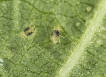 Przędziorek (Tetranychidae)