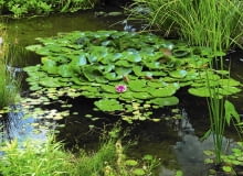 oczko wodne oczko wodne