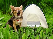 LETNIA SKŁADANA BUDA - przewiewna, ale chroni przed kaprysami pogody. Obok jej gospodarz.