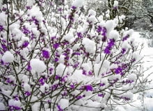 KRZEW - WAWRZYNEK WILCZELYKO , KWIATY FOT. TOMASZ CIESIELSKI PUBLIKACJA MAGNOLIA NR 3 (11) - 3 2013 SLOWA KLUCZOWE: ROSLINA KWIAT KRZEW ZDJĘCIE DO WKŁADKI: PUBLIKACJA MAGNOLIA NR 3 (11) - CZASOPISMA