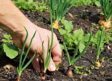 Wczesne pielenie Wczesne pielenie