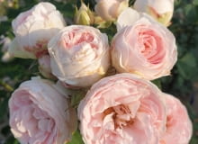 ‘Carissimo’ syn. ‘Najdroższy’, hod. Łukasz Rojewski