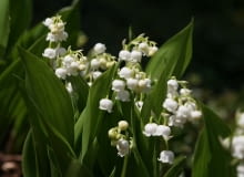 Ta długowieczna bylina to świetne rozwiązanie dla zapracowanych ogrodników. Rozrasta się błyskawicznie i pięknie wypełnia zacienione zakątki działki. Warto posadzić ją w trudno dostępnych miejscach, oszczędzi nam trudów pielenia.