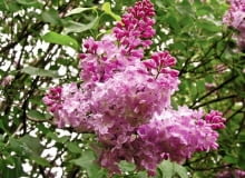 'Belle de Nancy', silnie i wysoko rosnąca odmiana lilaka pospolitego, różowe kwiaty OLYMPUS DIGITAL CAMERA