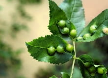 Naroślarz jabłuszkowiec na liściach róży. Naroślarz jabłuszkowiec na liściach róży.