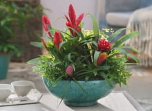 Bromelie i paprocie dobrze rosną we wspólnej misie - obie grupy roślin lubią rozproszone światło i wilgotne powietrze.