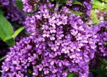 Buddleia davidii 'Peacock' syn Buddleja 'Peakeep'