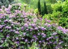 Powojniki, klematisy Clematis macropetala 'Floralia'scrambling over a Hibiscus - Glen Chantry, Essex