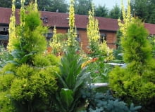 W centralnej części ogrodu znajduje się duży gołębnik dla gołębi pocztowych oraz ogrodowa altana. W centralnej części ogrodu znajduje się duży gołębnik dla gołębi pocztowych oraz ogrodowa altana.