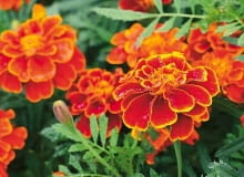 Aksamitka. W skrzynkach uprawiamy wysoką (50-80 cm) aksamitkę wzniesioną, niższą (40-60 cm) - rozpierzchłą oraz miniaturową (15-25 cm) - wąskolistną. Wszystkie są odporne na choroby i na brak wody. Aksamitka. W skrzynkach uprawiamy wysoką (50-80 cm) aksamitkę wzniesioną, niższą (40-60 cm) - rozpierzchłą oraz miniaturową (15-25 cm) - wąskolistną. Wszystkie są odporne na choroby i na brak wody.