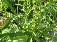 Szczaw OLYMPUS DIGITAL CAMERA