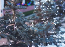 Choinki: Prawdziwe, czy sztuczne — które są lepsze dla planety? Choinki: Prawdziwe, czy sztuczne — które są lepsze dla planety?