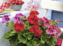 Pelargonie wielkokwiatowe Englische Geranien im Korb (Pelargonien) SLOWA KLUCZOWE: Balkon Balkonblume Balkonblumen b uerlich Blume Brotzeit Dekoration Gartenparty Geranie Geranien herzhaft Land L nderbalkon Landhausstil Landleben l ndlich Niemand Pelargonium rot Sommer Sommerbalkon Sommerblume Sommerblumen Sommerfest Sommerfeste Sommerparty Sommerpartys Sommertisch Sommertische sonnig Stuhl St´hle s´ddeutsch S´ddeutschland S´den S´dlage Topfblume Topfblumen z´nftig Hochformat