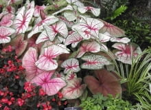 Barwy liści Kaladium mogą być różne nawet na jednej roślinie. Zależy to głównie od ilości światła, która do nich dociera. Na zdjęciu 'White Queen' Barwy liści Kaladium mogą być różne nawet na jednej roślinie. Zależy to głównie od ilości światła, która do nich dociera. Na zdjęciu 'White Queen'