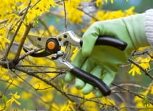 Krzewy ozdobne. Niektóre gatunki krzewów, takie jak forsycja, tawuła wczesna i pigwowiec, już przekwitły. Zanim w maju wypuszczą młode przyrosty, te stare z zaschniętymi kwiatami trzeba skrócić o 1/2 lub 1/3 i nadać krzewom regularny pokrój. Dzięki temu rozkrzewią się i na młodych przyrostach zawiążą pąki na przyszły rok. Krzewy ozdobne. Niektóre gatunki krzewów, takie jak forsycja, tawuła wczesna i pigwowiec, już przekwitły. Zanim w maju wypuszczą młode przyrosty, te stare z zaschniętymi kwiatami trzeba skrócić o 1/2 lub 1/3 i nadać krzewom regularny pokrój. Dzięki temu rozkrzewią się i na młodych przyrostach zawiążą pąki na przyszły rok.