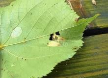 Szkodniki na liściach lipy Szkodniki na liściach lipy