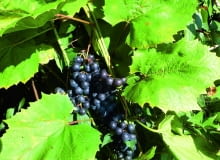 Aby winogrona dobrze dojrzewały, warto usunąć część liści, które zasłaniają im dostęp do światła. Aby winogrona dobrze dojrzewały, warto usunąć część liści, które zasłaniają im dostęp do światła.