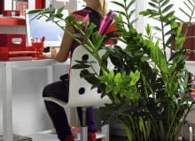 ZAMIOKULKAS ZAMIOLISTNY (Zamioculcas zamiifolia) z czasem osiąga duże rozmiary, może więc pełnić funkcję przesłony. Zimmerpflanzen im B´ro: Zamio culcas mit Person SLOWA KLUCZOWE: Aronstabgew chs B´ro B´ros Deko Frau Gr´npflanze Gr´npflanzen Leute Menschen People Pflanze Pflanzen Tisch Topfpflanze Topfpflanzen Zamioculcas Zamioculcas zamiifolia Zimmerpflanze Zimmerpflanzen arbeiten Hochformat