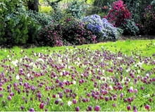 Mieć taki łan szachownicy kostkowatej w ogrodzie to marzenie do spełnienia. Musimy jednak dać kwiatom sporo czasu na rozrastanie. Natomiast w czasie wędrówek po południowo-wschodnich rejonach naszego kraju, jeśli dopisze nam szczęście, zobaczymy je w naturze. Ale uwaga, są pod ochroną! Mieć taki łan szachownicy kostkowatej w ogrodzie to marzenie do spełnienia. Musimy jednak dać kwiatom sporo czasu na rozrastanie. Natomiast w czasie wędrówek po południowo-wschodnich rejonach naszego kraju, jeśli dopisze nam szczęście, zobaczymy je w naturze. Ale uwaga, są pod ochroną!