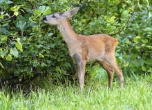 Do otwartych sadów zaglądają sarny. Aby ich nie otruć opryskami, warto stosować preparaty ekologiczne Do otwartych sadów zaglądają sarny. Aby ich nie otruć opryskami, warto stosować preparaty ekologiczne