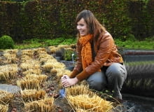 Październik w ogrodzie/ tulipany Październik w ogrodzie/ tulipany