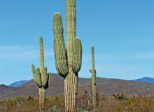 SAGUARO, czyli Carnegiea gigantea, to ogromny kaktus z pustyni Sonora objęty konwencją CITES.