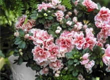 azalia 'Lulu' PotEe d'azalEe hyb, Hiver SLOWA KLUCZOWE: Azalee Beh?lter bl´hen bl´hend Bl´te Box Container Gef??e in Bl´te Pflanze Pflanzen pink rosafarben Topf Winter