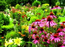 Jeżówki to moje ukochane kwiaty lata. Są mało wymagające, odporne na zmienne warunki atmosferyczne i jakie piękne!