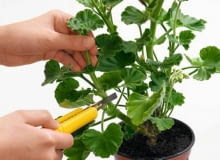 Przygotowujemy sadzonki pędowe z pelargonii. Przygotowujemy sadzonki pędowe z pelargonii.