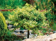 15.05.2008OGROD , TRZMIELINA FORTUNEA ( EUONYMUS FORTUNEI ) W FORMIE DRZEWKAFOT. LILIANNA SOKOLOWSKAPUBLIKACJA KWIETNIK NR 1 (181) - 1 2010