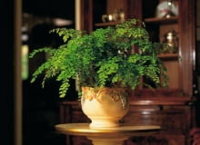 5.60E FOT. FLORA DANIA