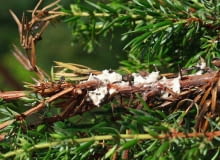 Tarczki mączystka jałowcowego okryte grubym białym nalotem