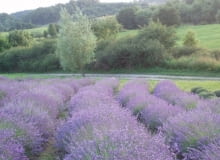 Lawendowe pole - Pierwsza plantacja lawendy Lawendowe pole - Pierwsza plantacja
