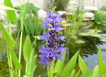 Rozpław sercowaty kwitnie na niebiesko. Rozpław sercowaty kwitnie na niebiesko.