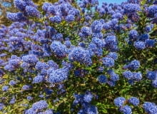 Prusznik niebieski Prusznik niebieski