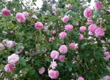 Róża damasceńska Ispahan Róża damasceńska Ispahan