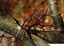 GLEDICZJA TROJCIERNIOWA GLEDITSIA TRIACANTHOS - DRZEWO LISCIASTE FOT. WIESLAW GAWRYS PUBLIKACJA KWIETNIK NR 1 (193) - 1 2011 SLOWA KLUCZOWE: DRZEWO ZDJ?CIE DO WK?ADKI: PUBLIKACJA KWIETNIK NR 1 (193) - CZASOPISMA