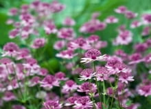 Shutterstock/KAppleyard