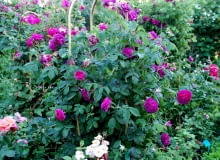 Róża francuska 'Charles de Mills'