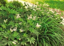 OGROD ROSLINY CIENIOLUBNE - WIAZOWKA BLOTNA