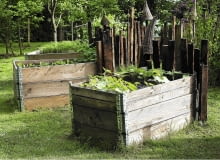 W dużym ogrodzie zamiast jednej pryzmy w cieniu drzew ustawiono kilka drewnianych kompostowników o szerokości około metra. Nieco maskują je wysiane na wierzchu rośliny. Hochbeete fŁr GemŁse aus alten Transportkisten SLOWA KLUCZOWE: Beet biologisch Bretter FŁllhorn Garten gšrtnern GemŁse GemŁsebeete Helga Noack Hochbeet Insekten Insektenhotel Kasten Kisten Korb KUrbe Ohrenkneifer OhrenwŁrmer pflanzen Pflanzenschutz Querformat